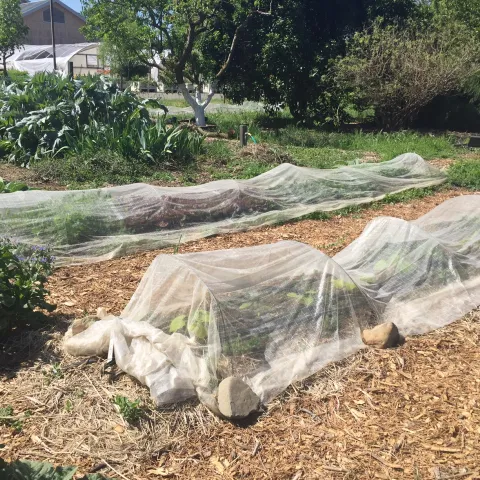 Fine mesh fabric covering rows of plants in a garden.