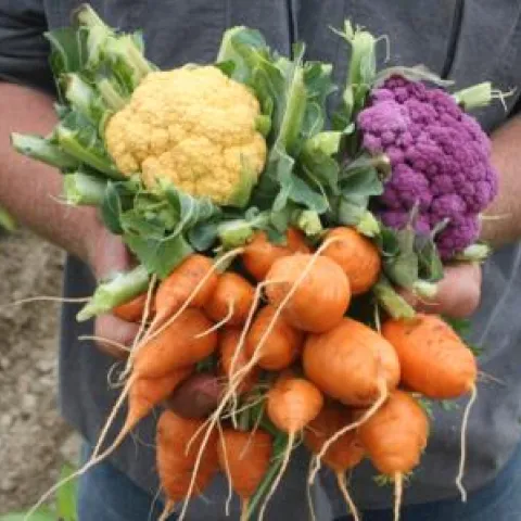 fall winter vegetables