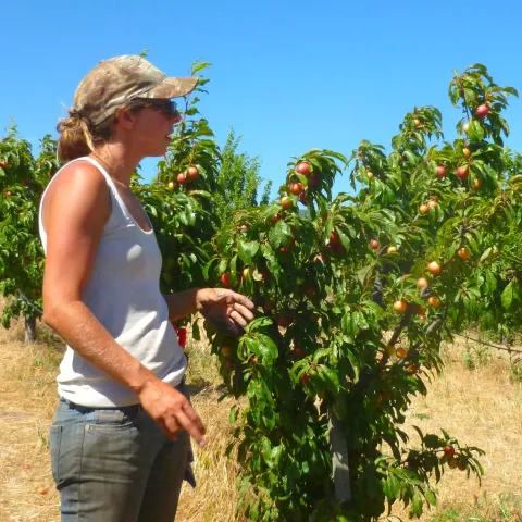 fruit tree pruning