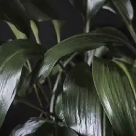 indoor plant