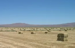 Triticale Harvest in Standish