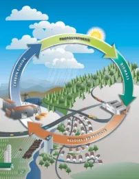 Carbon cycle.