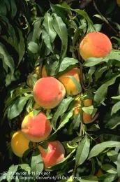 peach
