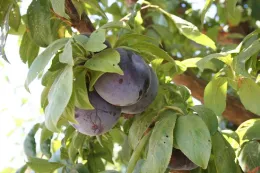 Prune pic