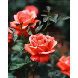 Roses