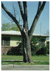 pruning fig 2