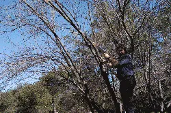 pruning fig 1