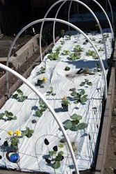 Pest Barrier in a raised bed with a hoop frame to support covering to prevent pests.