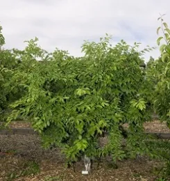 Pruned Fruit Bush