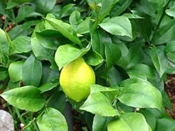 Lemon