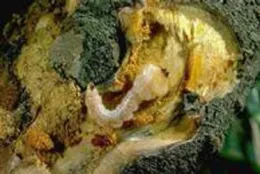 Flat head borer