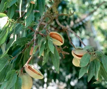 Almonds