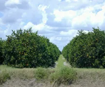 Citrus