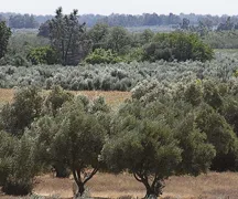 Olives