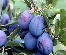 Prunes