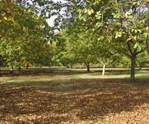 Walnuts