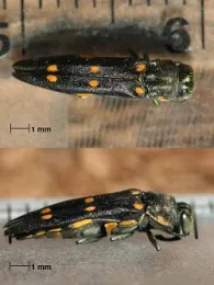 Adult GSOB