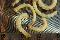 Identification and Symptoms