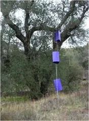 Sticky Trap Line