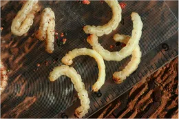 GSOB Larvae
