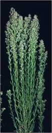 horsweed mature WeedsofCalif