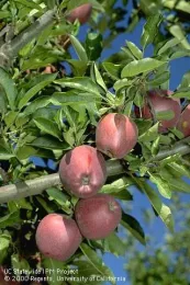 apple