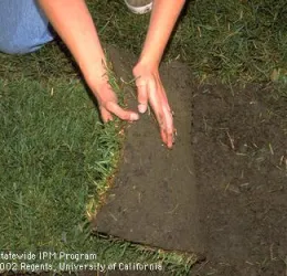 LAWN PATCH
