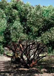 Pruning-after