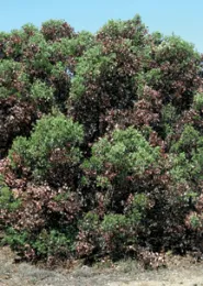 Pruning-before