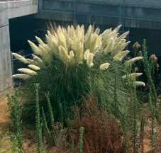 PampasGrass