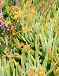Dudleya_hassei_close-2_crop