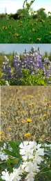 Poisonous Plants