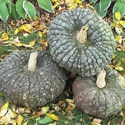 ‘Marina di Chioggia’