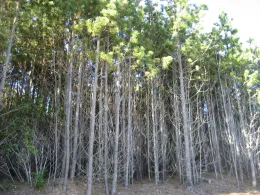 Over stocked forest