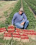 Sartori Strawberries