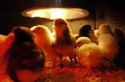 Point Reyes workshop - baby chicks