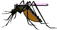 mosquito