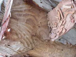 Larval galleries under the bark of Eucalyptus