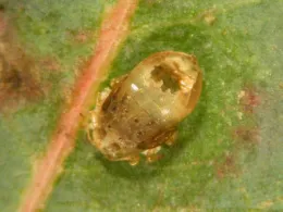 Parasitized Red Gum Lerp Psyllid nymph.