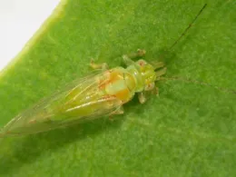 Adult Red Gum Lerp Psyllid