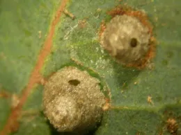 Exit holes where parasites have emerged from the psyllid nymph under a lerp.