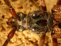 Adult eucalyptus longhorned borer