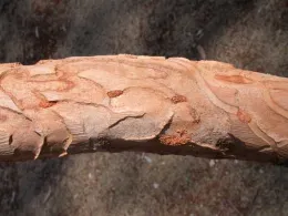Pupal plugs of the eucalyptus longhorned borer