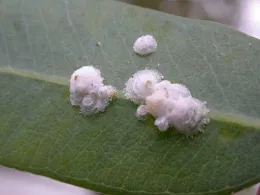 Lerps (or houses) of the red gum lerp psyllid