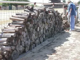 Wood piles provide a good habitat for longhorned borers, and facilitate reinfestation into eucalyptus groves