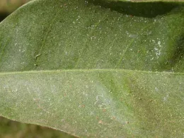 Leaf stippling can lead to leaf drop.