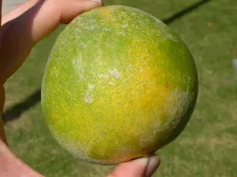 Texas citrus mite feeding can cause uneven coloring or fruit.