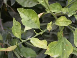 Defoliation from mite damage