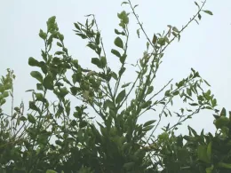 Defoliation in the tops of trees from Texas Citrus Mite
