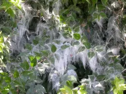 Giant whiteflies infesting Xylosma in Bakersfield
